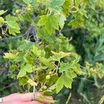 Ribes americanum List