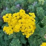 Tanacetum vulgareBloem