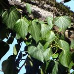 Hedera helix Лист