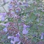 Nepeta racemosaBlüte