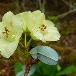 Rhododendron luteiflorum