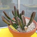 Stapelia grandiflora Leaf