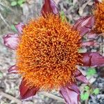 Scadoxus puniceus Цвят