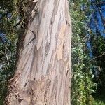 Eucalyptus globulus Schors