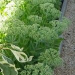 Sedum spectabile Fiore