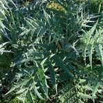 Cynara cardunculusLeaf