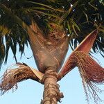 Oenocarpus distichus Flor