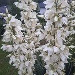 Yucca flaccida Flor