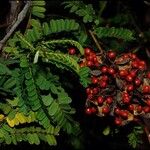 Abrus precatorius Tunda