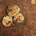 Parinari excelsa Fruto