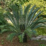 Encephalartos lehmannii ഇല