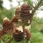 Abies balsamea 果