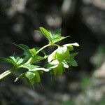 Helleborus odorus 花