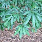 Madhuca longifolia Blad