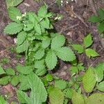 Agrimonia rostellata Habit