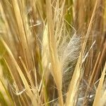 Stipa speciosa Fruit