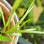 Senecio madagascariensis Leaf