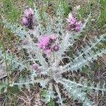 Carduus carlinoides Blatt