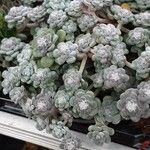 Sedum spathulifolium 葉