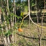 Haematoxylum campechianum Frucht