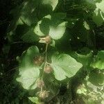 Arctium minusFleur