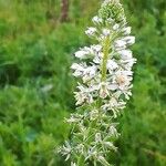 Reseda alba Floare