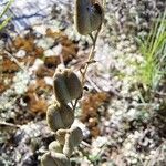 Dipcadi serotinum Fruit