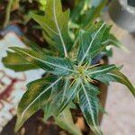 Xanthium spinosum Leaf