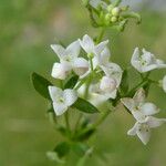 Galium palustre Flower