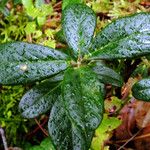 Vaccinium vitis-idaea Hoja