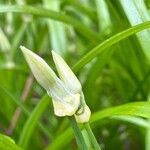 Allium paradoxum Virág