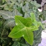 Hedera hibernica 葉