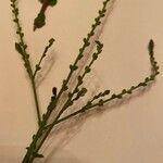 Verbena urticifolia Цвят