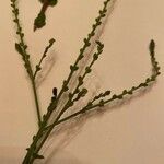 Verbena urticifolia Flower