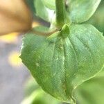 Mimulus guttatus Blad