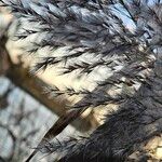 Phragmites australis Fruto