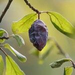 Prunus domestica Fruchs