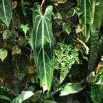 Anthurium warocqueanum Tervik taim