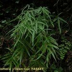Pteris cretica Habitus