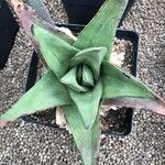 Gasteria excelsa Hostoa