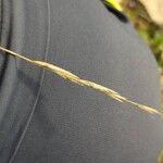 Brachypodium phoenicoides Blomst