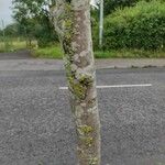 Sorbus mougeotii Corteza