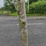 Sorbus mougeotii Bark