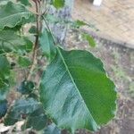 Metopium brownei Leaf