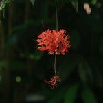 Hibiscus schizopetalus Flor