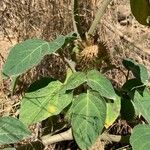 Datura wrightii Fruit