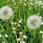 Taraxacum rubicundum Mbuma