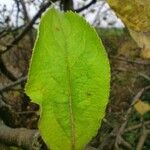 Malus domestica Leaf