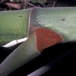 Cecropia obtusa Rusca