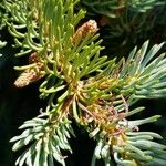 Abies lasiocarpa Likasa